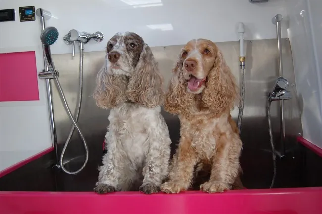 Two cocker spaniels in the grooming tub