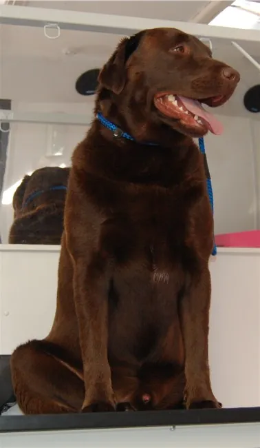Inside the mobile grooming salon