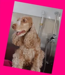 A golden cocker spaniel being groomed